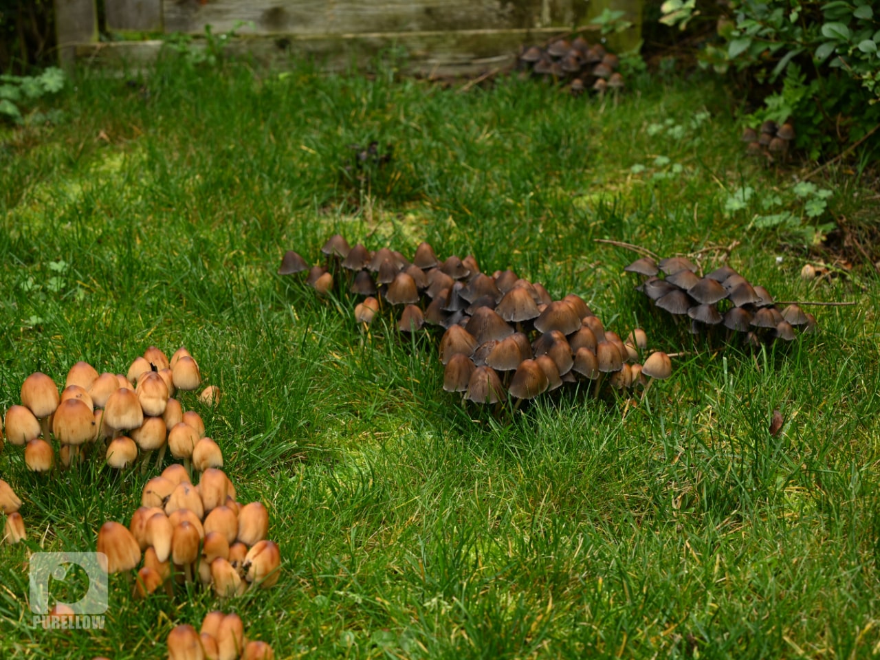 svampe i græsplæne